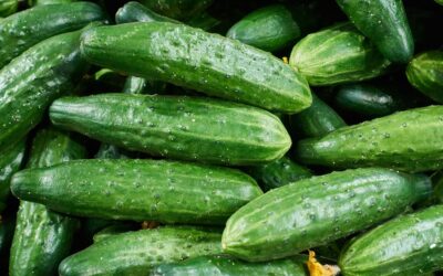 Cucumbers and Salmonella – A Foodborne Illness